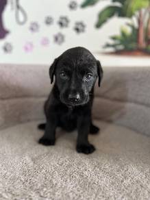 black Labrador 1