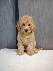 Toy poodle Male puppy Offer price 