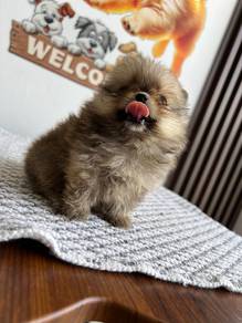 Mini Pomeranian 8