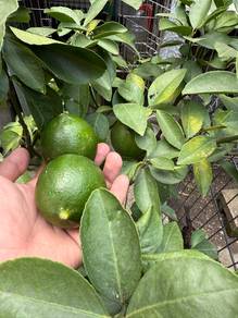 Meyer Lemon Pokok Limau Lemon