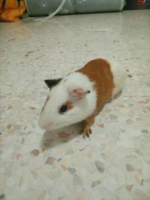 guinea pig