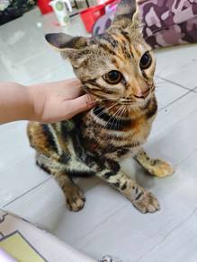 bengal
