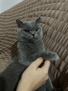 Bsh, bsh scottish