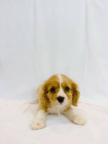 Cavalier King Charles Spaniel - Male 💖 MKA Cert