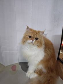 7 month female cat