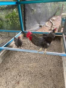 Anak ayam Barred Plymouth Rock