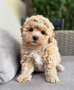 Maltipoo puppies 