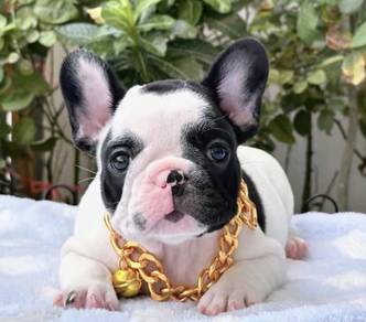 FRENCH BULLDOG PUPPIES 🌻S128 Charming Boy~