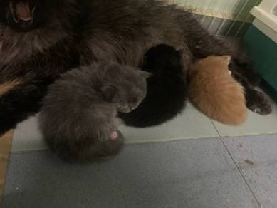 maincoon + percian