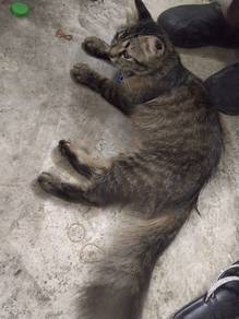 kuncing bulu lebat