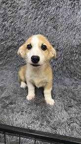 柯基 男
Corgi
Male
M-2
Dob : 02-07-26