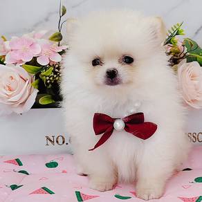 Pomeranian
