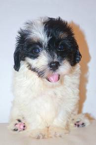 F20 Kawai Cockapoo Puppy