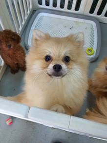 teddy bear pom pomeranian