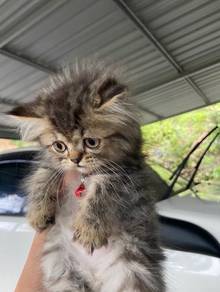 kitten exotic Longhair for rehome
