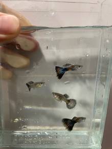 1 pair Sky Black Guppy