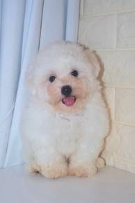 G17 Fluffy Bichon Dog