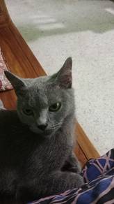 Bsh for.urgent sell..very cheap...400.can negotiat