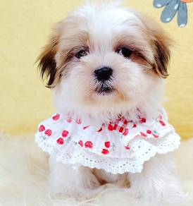 Shih Tzu