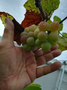 Pokok Anggur ( Grape plants)