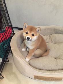 K9935 Wigglebutt Shiba Shiba Inu Meme Doge Baby Pu