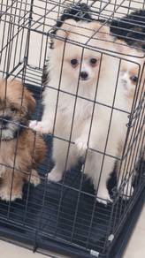 Tiny Pomeranian