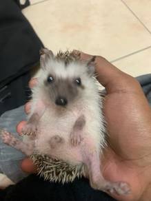 Hedgehog untuk dijual