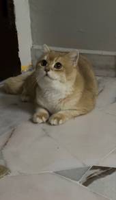 bsh golden ny12