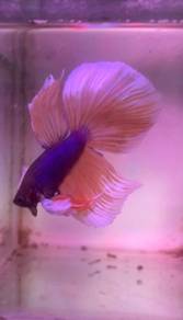 Dumbo Betta Ikan Laga Telinga Besaer