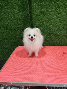 tiny pomeranian 
