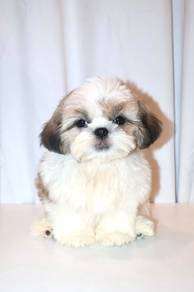 J0195 Shih Tzu Teddy Bear Baby Face Puppy