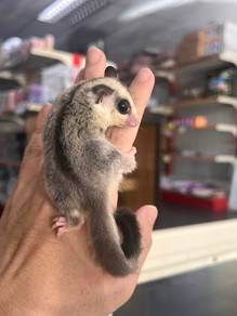 sugar glider wf/male 2 months ++
