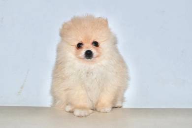 H42 Fluffy Pomeranian Dog