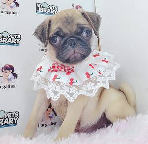 Pug