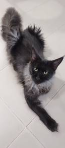 black smoke Maine Coon