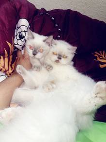 kucing bsh n ragdoll utk direhome di area perlis