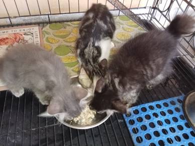 kitten jantan 3 bln
