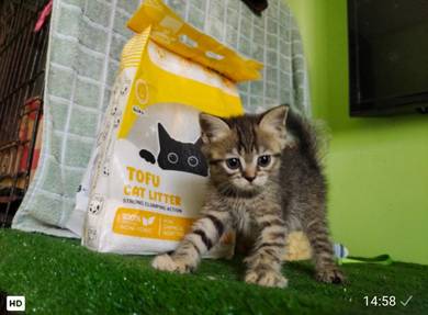 Tabby - Female Bsh