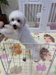Maltipoo