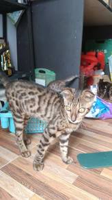 Bengal mix scotish fold