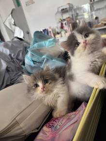 Munchkin & Persian Crossbreed Kittens for Sale