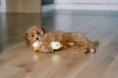 Downy Maltipoo tiny curly dog with soft coat puppy
