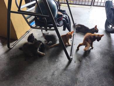 Kucing Mix Main Coon