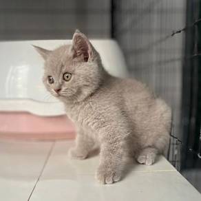 BSH Lilac