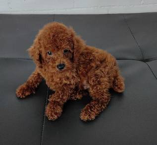 poodle puppy8