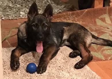 DDR German shepherd puppies for sale
