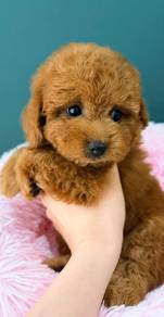 maltipoo!