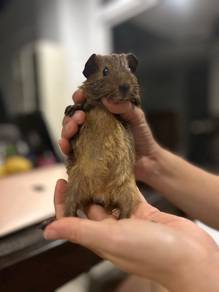 Guinea pig