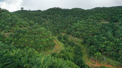 Agricultural Land in Keningau, SBH