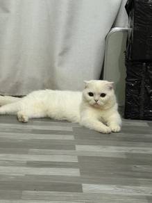 kucing cat bsh scottish comel british short hair